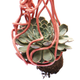 The tentacle gripper shown wrapped around a succulent plant.